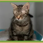Stripey brown cat in a litterbox