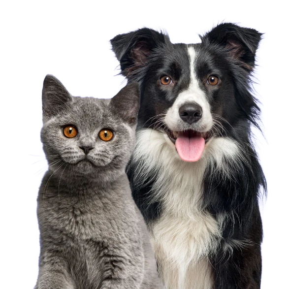 gray cat and black and white dog posing