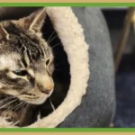 Stripey gray cat in a gray tunnel bed