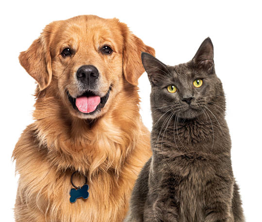 Golden retriever type dog and dark gray cat sitting together, looking at the camera 