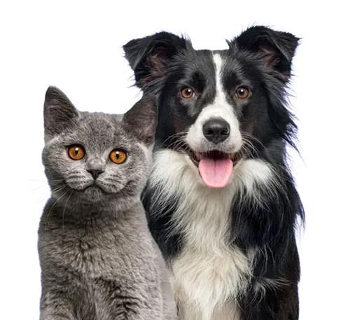 Gray cat and Black white dig sitting together