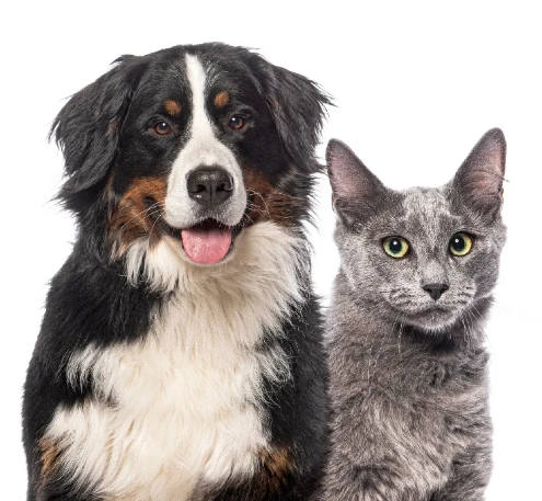 Big black-white dog and gray cat sitting together, looking at the camera